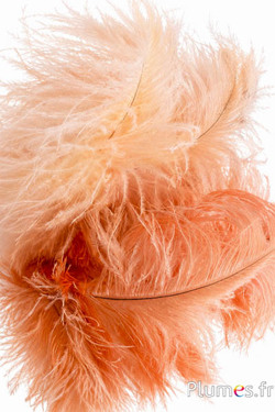 Strauss - 30-40 cm - champagne-honig